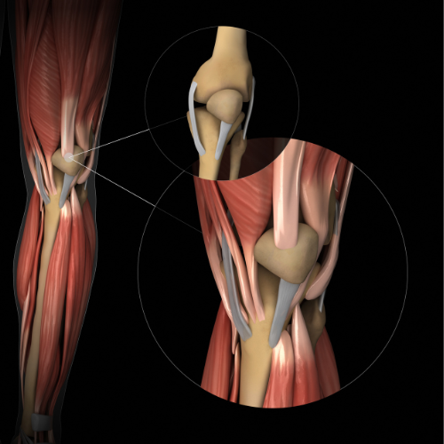 terdfajdalom anatomia